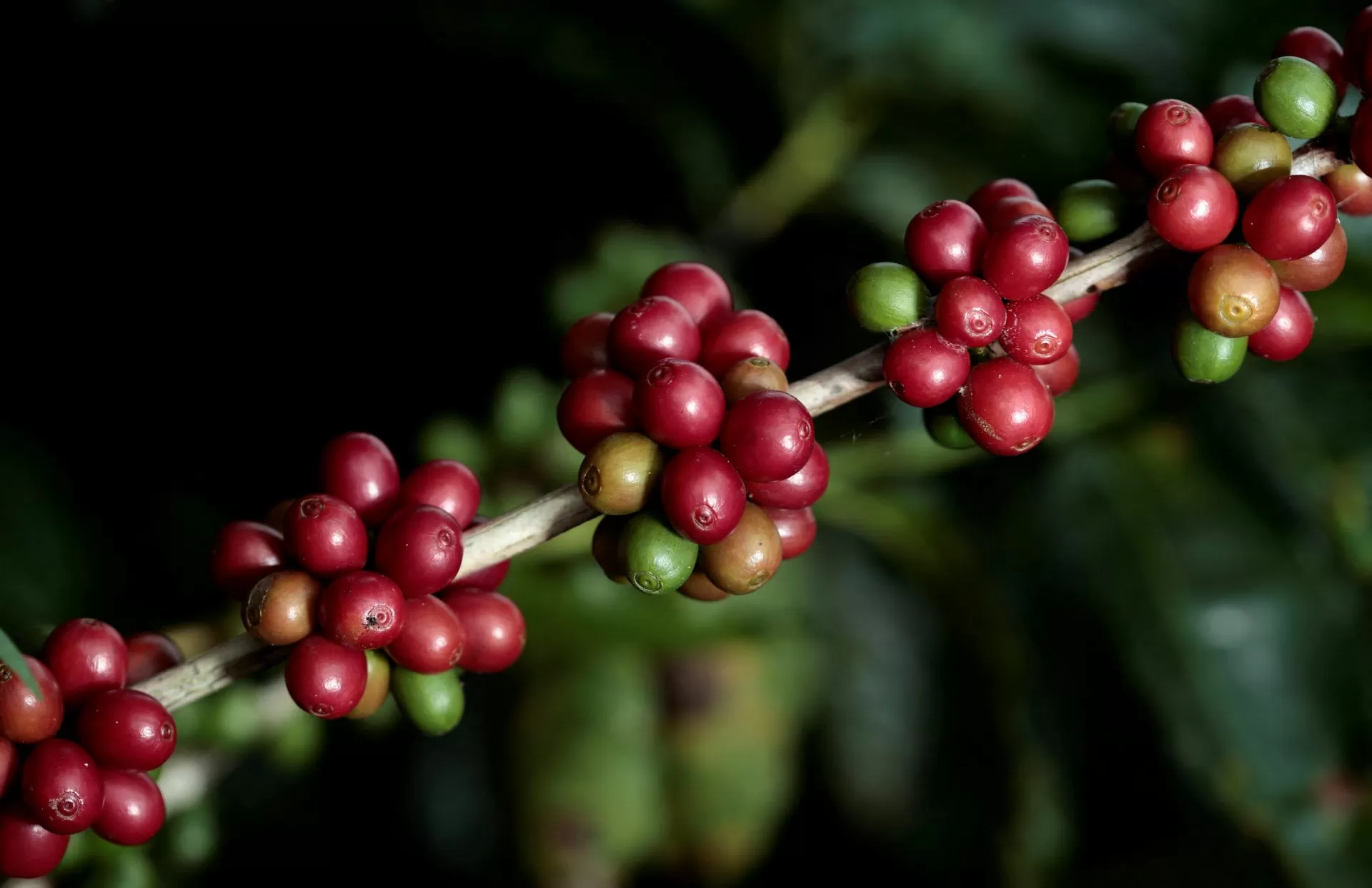 Exportações de café verde aumentam 4,8% com forte fluxo de robusta, diz a OIC