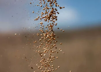 Soja atinge máxima de 4 meses em Chicago com esperança de acordo entre EUA e China