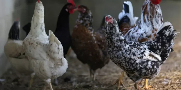 Decisão da China de retomar compra de frango tem efeito imediato, dizem ministérios