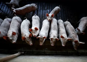 Exportação de carne suína do Brasil tem 2º maior volume mensal da história, diz ABPA