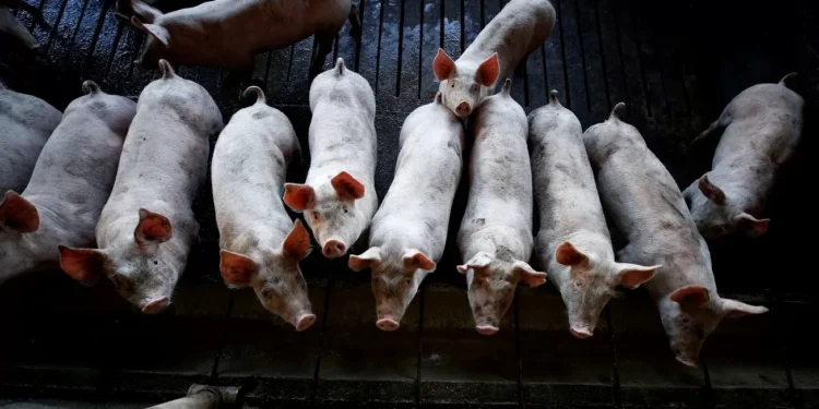 Exportação de carne suína do Brasil tem 2º maior volume mensal da história, diz ABPA