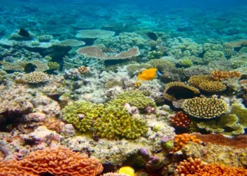 Expedição científica revela mais de 40 novas espécies no recife do Algarve