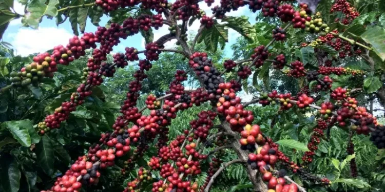 Retirada de tarifa de 40% dos EUA beneficia 249 produtos agropecuários do Brasil