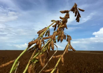 Abiove: projeção menor para soja do Brasil em 2026, mas com receita exportadora maior
