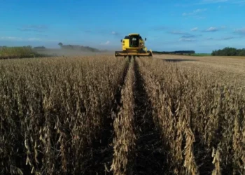 Desmatamento no Cerrado afetou potencial de produção de soja, aponta estudo
