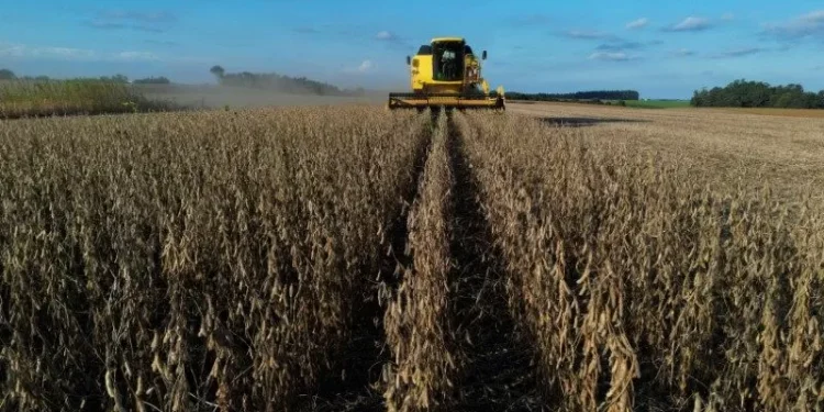 Desmatamento no Cerrado afetou potencial de produção de soja, aponta estudo