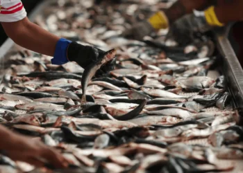 Setor de pescados fica fora da lista de exceções dos EUA e fala em ‘frustração’