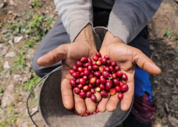 Com tarifaço, exportações do Brasil aos EUA caíram 28,1% em novembro