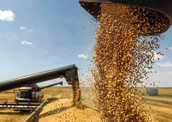 Governo aprova medidas para reforçar o autoaprovisionamento de cereais cuja taxa se situa em 19%