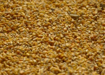 Estoques de milho dos EUA batem recorde em dezembro após grande colheita, diz USDA