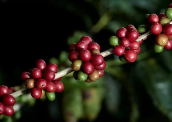 Exportações de café verde aumentam 4,8% com forte fluxo de robusta, diz a OIC