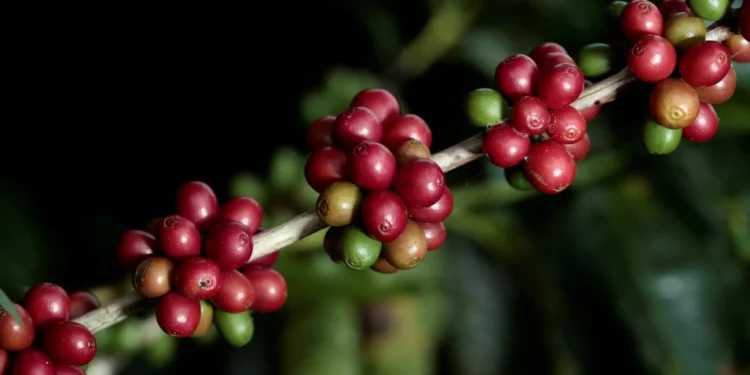 Exportações de café verde aumentam 4,8% com forte fluxo de robusta, diz a OIC