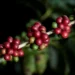 Exportações de café verde aumentam 4,8% com forte fluxo de robusta, diz a OIC