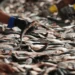 Exportação de pescados do Brasil deve somar US$ 600 mi após alívio tarifário dos EUA