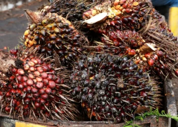 Importações de óleo de palma pela Índia atingem maior nível em 4 meses